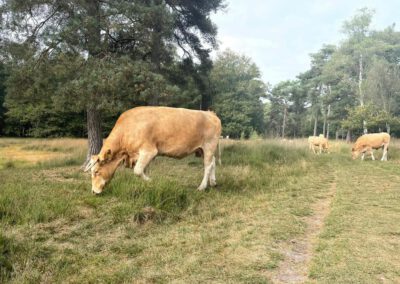 Vakantiehuis in het bos| grazende koeien| Dwingelderveld